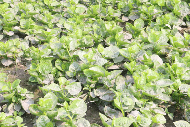 Малабарский шпинат на ферме для сбора урожая являются денежные crops.have железа, кроме кальция, витамина А, магния, белка, достаточное количество, фосфор, калий, кроме того, витамины группы В, витамин В6 - Фото, изображение