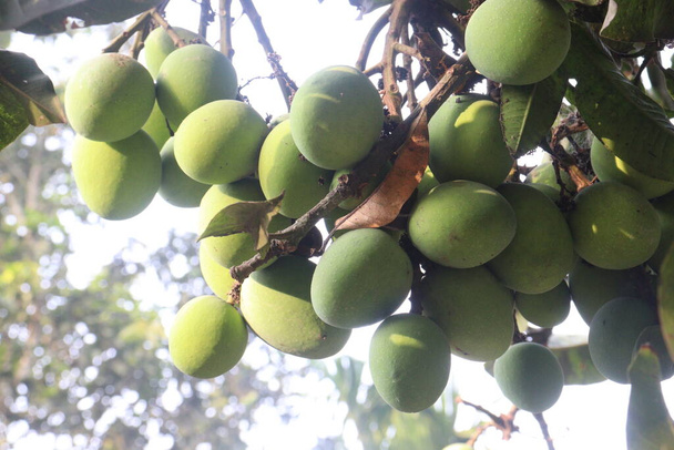 Mango na stromě na farmě na prodej jsou peněžní plodiny. listy obsahují polyfenoly, terpenoidy, antioxidanty, protizánětlivé vlastnosti, léčit bakterie, obezitu, cukrovku, onemocnění srdce a rakovinu - Fotografie, Obrázek