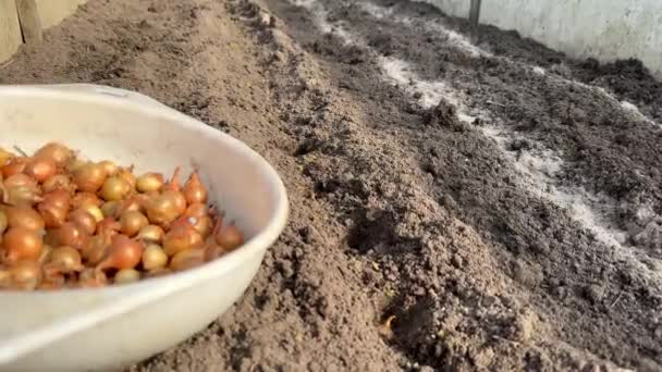 Výsev cibule v organické zeleninové zahradě. Ruka ženy farmář vysazování cibule cibule v zemi na jaře. - Záběry, video