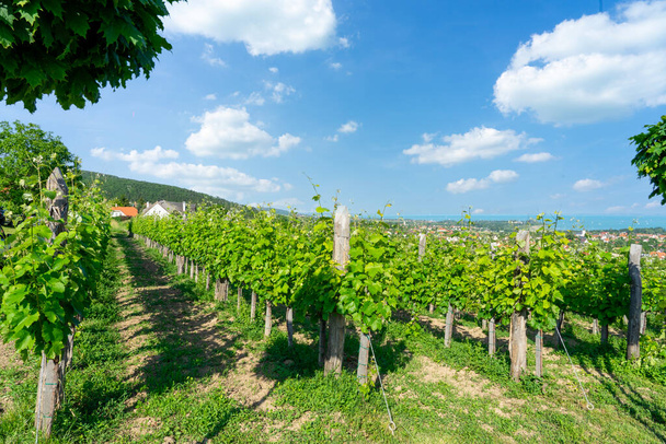 Pěkná vinice v Csopak vedle jezera Balaton v letní krajině s domy a kostelem . - Fotografie, Obrázek