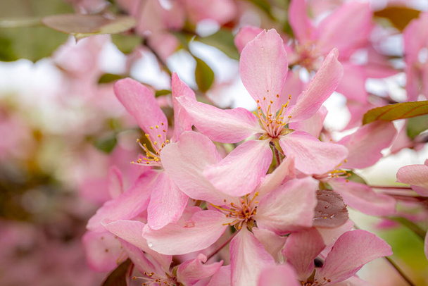 Lebendige Nahaufnahme von rosa dekorativen Apfelblüten in voller Blüte, die zarte Blütenblätter und Staubgefäße mit einem weichen Hintergrund zeigen. - Foto, Bild