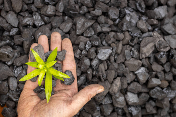 handen van een mijnwerker die een groene plant plant op een steenkoolberg, Net Zero-actie, koolstofvrij, klimaatdoelstelling, Energie-industrie, Vermindering van koolstofemissies, verbintenis om klimaatverandering te beperken en opwarming van de aarde - Foto, afbeelding