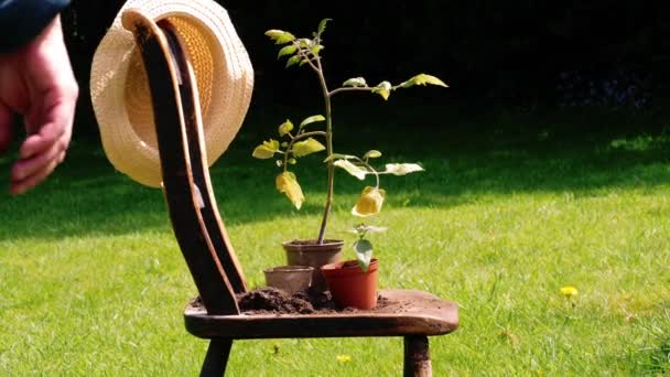 Ogrodnik w angielskim ogrodzie kwiatowym z pogniecione stare krzesło i pomidory rośliny średnie zoom strzał selektywne ostrość - Materiał filmowy, wideo