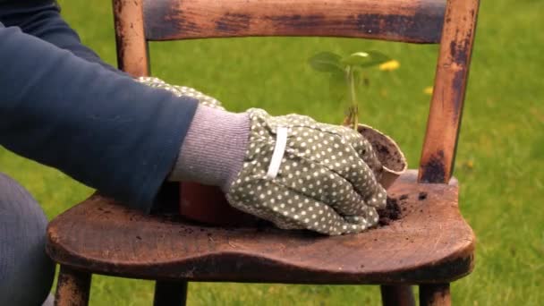 Gärtner pflanzt Sonnenblumen-Sämlinge in Pflanztöpfe auf klapprigem alten Stuhl Medium Shot Zeitlupe 4k selektiver Fokus - Filmmaterial, Video