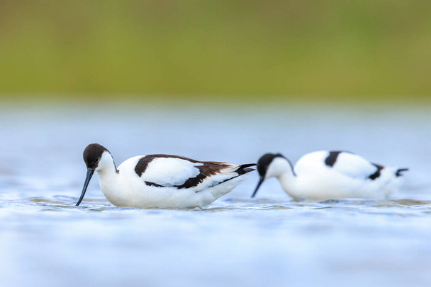 Zbliżenie Pied Avocet, Recurvirostra avosetta, karmienie niebieską wodą - Zdjęcie, obraz