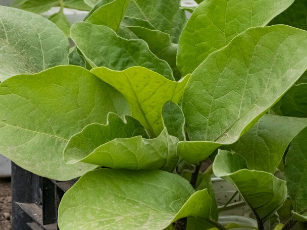 Semis d'aubergine en boite dans une serre. Les premières feuilles. - Photo, image