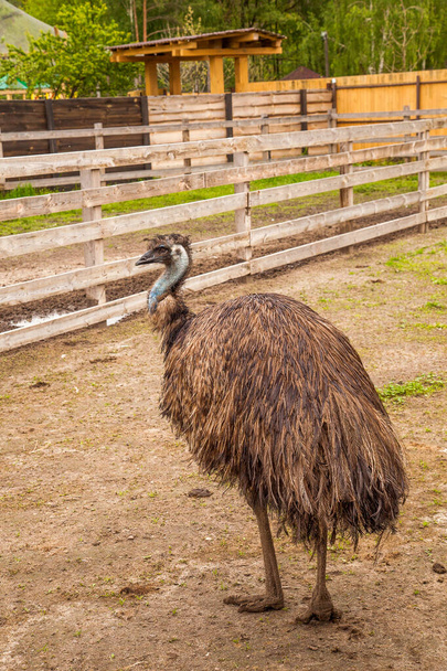 Australský pštrosí emu známý jako Dromaius novaehollandiae je druhý největší živý pták na planetě. Emu je pták bez létání a pochází z Austrálie. Zemědělský chov pštrosů, koncepce ekologického zemědělství - Fotografie, Obrázek