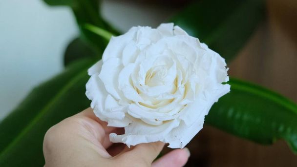 Naiskädellä on ruusunkukka. Valkoinen ruusu naisten käsissä. Kuva:. - Valokuva, kuva