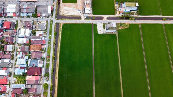 Letecký pohled na koberec zelených polí s rýží během výsadby. - Fotografie, Obrázek