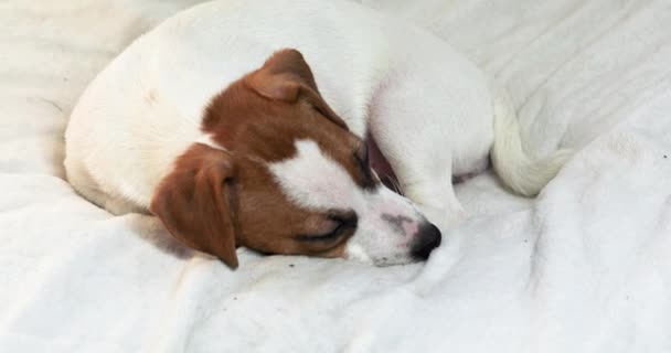 Jack Russell teriyer köpeği kanepede uyuyakalır. Yavrulara bakmak ve onları büyütmek. - Video, Çekim
