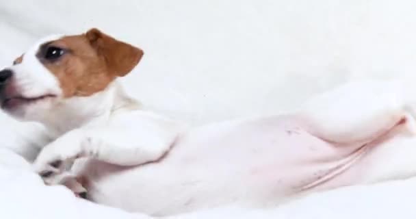 Sevimli Jack Russell teriyer köpeği kanepede yatıyor. Yavru köpeği büyütmek ve büyütmek - Video, Çekim