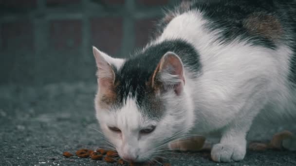 Kočka z kalika, s kožešinou spletenou do bílého, černého a hnědého, jí suché jídlo roztroušené po chodníku, připomínku mnoha zvířat bez domova, která se snaží přežít.. - Záběry, video