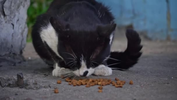 空腹の黒と白の猫は熱心に舗装にその食べ物を捧げ,その焦点を当てた注意と迅速な噛み合いは満足のいく食事の簡単な喜びを強調しています. - 映像、動画