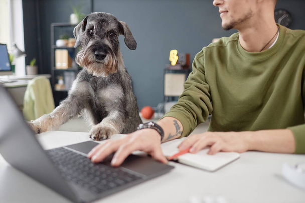 Portrét zvědavého knírače psa při pohledu na stůl v kanceláři přátelské k domácímu zvířeti s lidskou pracovní kopie prostoru - Fotografie, Obrázek