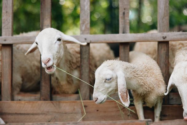 Un groupe de moutons mangeant de l'herbe d'une clôture en bois dans un enclos avec des arbres en arrière-plan - Photo, image