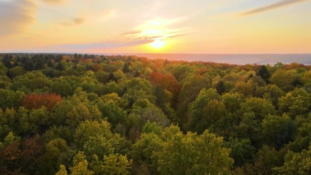 Bosques coloridos de otoño al atardecer. Toldos amarillos y anaranjados en el bosque de temporada de otoño en la tarde soleada. Paisaje de naturaleza salvaje. - Imágenes, Vídeo