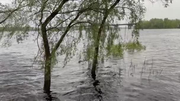 Ивы, стоящие в воде во время весеннего наводнения на реке - Кадры, видео