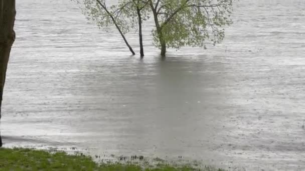 Деревья, стоящие в воде на реке весеннее наводнение во время дождя - Кадры, видео