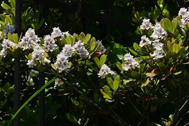  Rhaphiolepis indica (Japanse meidoorn) bloeit. Rosaceae groenblijvende struikgewas. Groeit dicht bij de kust en bloeit in de vroege zomer witte bloemen. - Foto, afbeelding