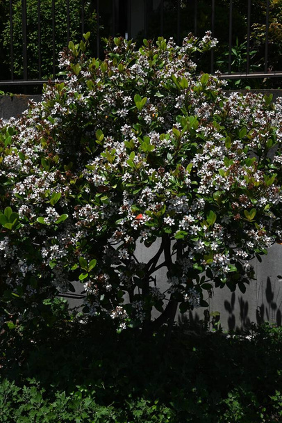  Rhaphiolepis indica (japán galagonya) virágok.Rosaceae örökzöld bokor.A part közelében nő, és virágzik fehér virágok kora nyáron. - Fotó, kép