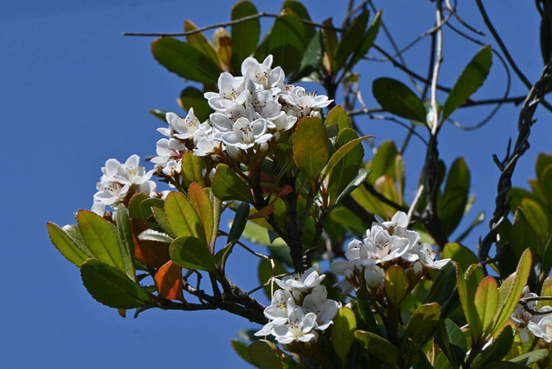  Rhaphiolepis indica (Japanse meidoorn) bloeit. Rosaceae groenblijvende struikgewas. Groeit dicht bij de kust en bloeit in de vroege zomer witte bloemen. - Foto, afbeelding
