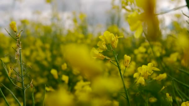 Een veld met gele koolzaadbloemen. Gebied van bloeiende koolzaad bij zonsondergang. Het begrip landbouw. 4k-beelden. - Video