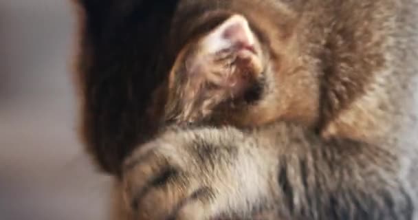 Eine Nahaufnahme einer Hauskatze, die ihr Gesicht mit einer Pfote reinigt und weiches Fell und natürliches Katzenverhalten in einem ruhigen Rahmen präsentiert. Liebenswertes Haustier-Konzept. - Filmmaterial, Video
