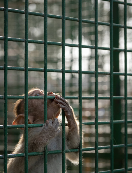 Pienen apinan muotokuva eläintarhan häkissä. Lähemmäs. Surullinen apina häkissä. Pieni apina kurkisti ulos häkistä. Vankeudessa pidettävät eläimet. - Valokuva, kuva