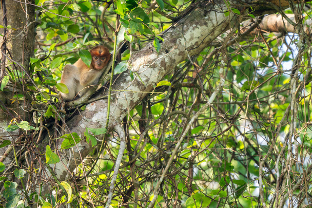 Proboscis Monkey - Nasalis larvatus, prachtige unieke primaat met grote neus endemisch aan mangrove bossen van het zuid-oost Aziatische eiland Borneo. - Foto, afbeelding