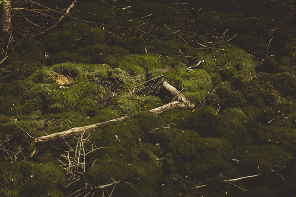 Forest landscape in summer with stones on which thick bright green moss grows. A dead trunk of a tree has fallen. - Photo, Image