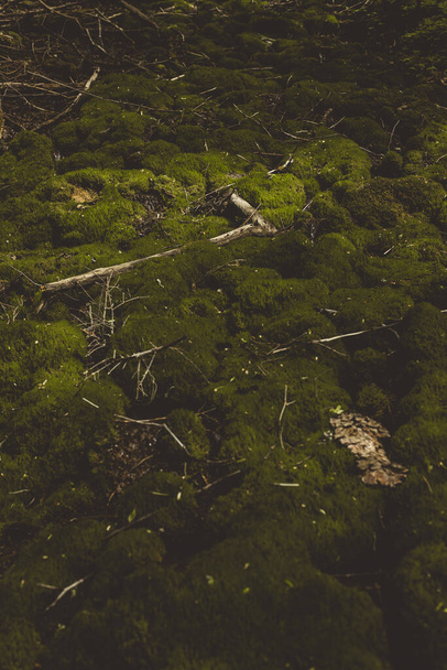 Paysage forestier en été avec des pierres sur lesquelles pousse une épaisse mousse vert vif. Un tronc mort d'arbre est tombé. - Photo, image