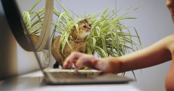 Un curioso gato doméstico observa desde detrás de las plantas de interior, observando a un humano escribiendo en un portátil en un entorno hogareño, simbolizando compañía y curiosidad. - Metraje, vídeo
