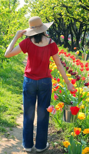 mladá štíhlá dívka kráčí s kovovým plechovým kbelíkem plným čerstvě sklizených tulipánových květů na jaře - Fotografie, Obrázek