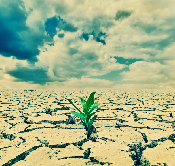 засуха земли под драматическим небом
 - Фото, изображение