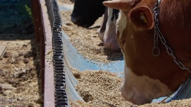 Mucche nutrite come offerta a Dio durante l'Eid al-Adha nel mercato delle vendite di animali  - Filmati, video