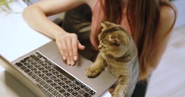 Mladá žena pracuje doma na svém laptopu, zatímco vedle ní sedí zvědavá kočka. Tato okouzlující scéna zachycuje okamžik společnosti a technologie plynule splývající. - Záběry, video