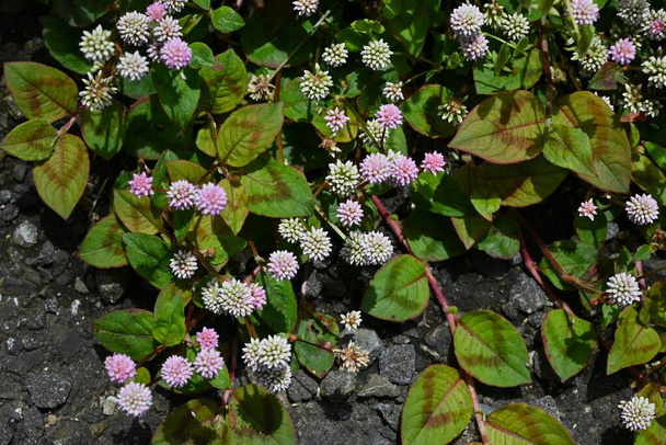  Persicaria capitata (Pembe başlı düğüm otu) çiçekleri. Himalayalar 'a özgü poligonaceae sürüngen bitkisi. Yazın başından sonbahara kadar pembe çiçek kümeleri halinde açar.. - Fotoğraf, Görsel