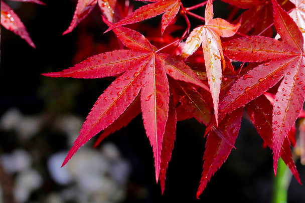 érable japonais, belles feuilles - Photo, image