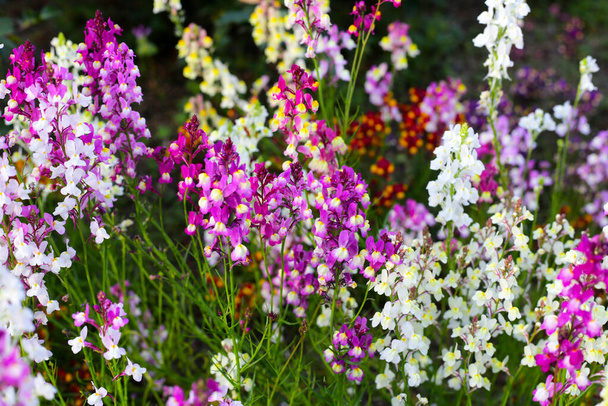 Linaria flor en el jardín - Foto, imagen