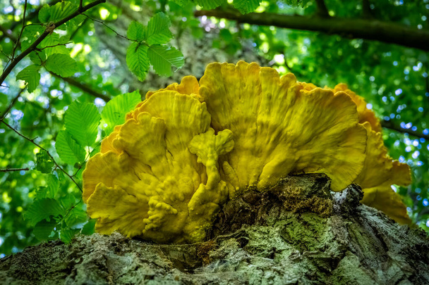 Yenebilir mantar Laetiporus sülfür genellikle orman yengeci, sülfür polipori ya da ağaç gövdesindeki orman tavuğu olarak bilinir - Çek Cumhuriyeti, Avrupa - Fotoğraf, Görsel