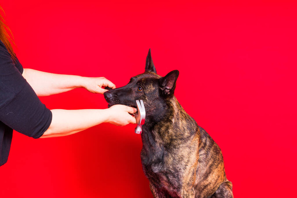 Dog with hammer isolated on a red and yellow background - Photo, Image