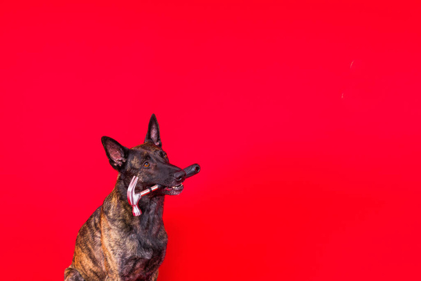 赤と黄色の背景に隔離されたハンマーを持つ犬 - 写真・画像