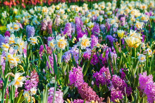 Spring flowers in the Keukenhof park - Valokuva, kuva