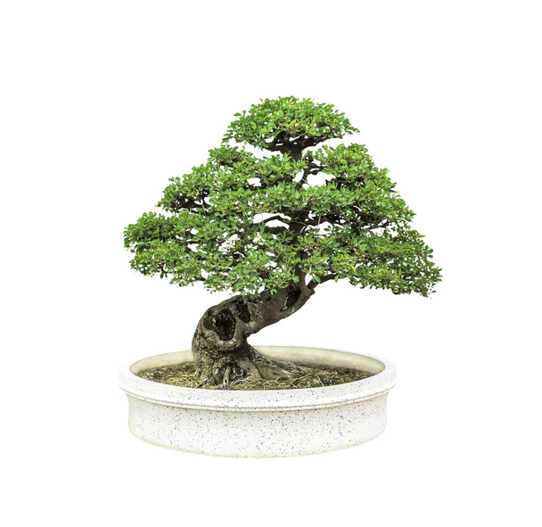 Bonsai-Baum isoliert auf weißem Hintergrund - Foto, Bild
