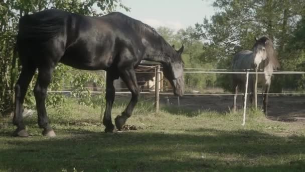 Черная бытовая лошадь ходит по загону в окружении электрического пастуха. Ведение и разведение лошадей на животноводческой ферме. - Кадры, видео