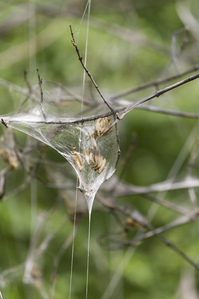 gąsienice zakażenia w kieszeni pająka - Zdjęcie, obraz