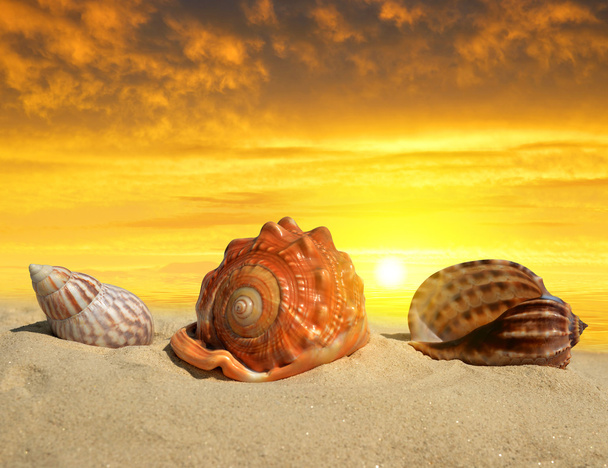 Shells on beach - Photo, Image