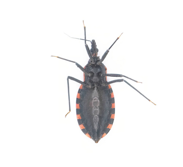 Keleti vérszívó Conenose csók ágy Bug - Triatoma sanguisuga - egy rovar továbbítja Chagas betegség - Trypanosoma cruzi -, amely megharap az emberek az arcon, a száj vagy a szem körül, hasi nézet - Fotó, kép