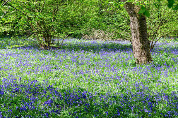 BlueBell in piena fioritura
 - Foto, immagini