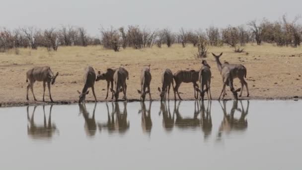 csorda Kudu iszik, például víznyelő - Felvétel, videó